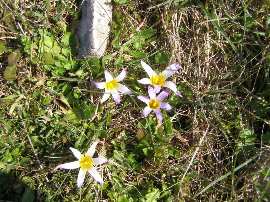 Anemone coronaria e Romulea bulbocodium